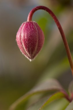 Flowerbud Montana Rubens