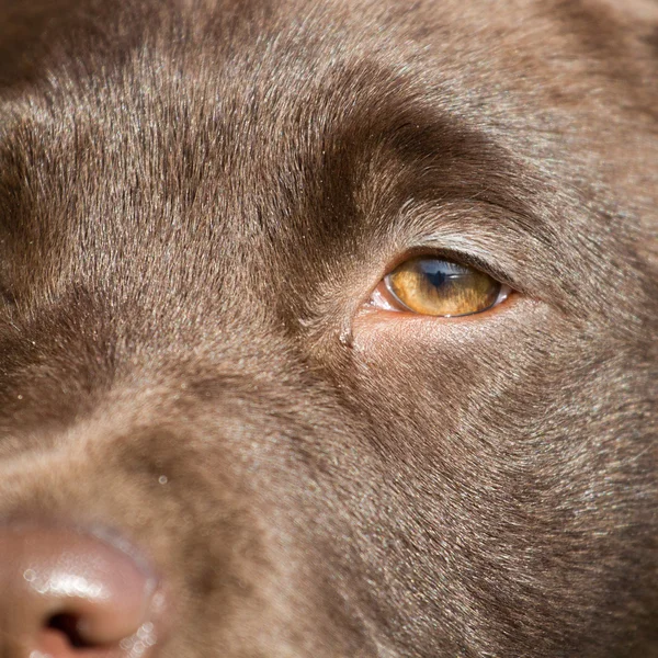 Zbliżenie: brązowy labrador — Zdjęcie stockowe