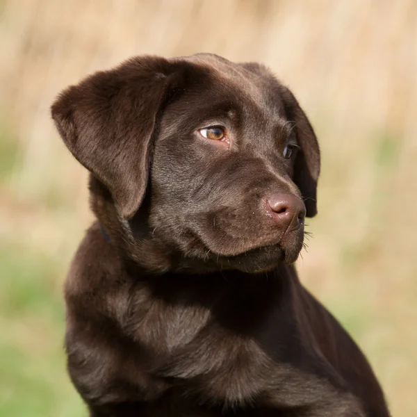 Kahverengi Labrador Yavrusu Portresi — Stok fotoğraf