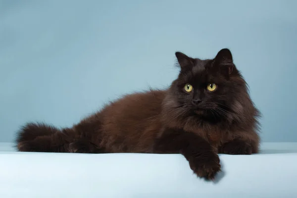 Hermoso Gato Negro Con Pelo Largo Sobre Fondo Azul —  Fotos de Stock