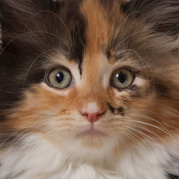 Close Tricolor Maine Coon Kitten — Stock Photo, Image