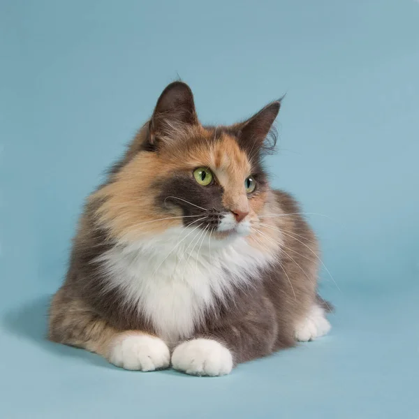 Krásná Trikolor Norský Forect Kočka Ležící Modrém Pozadí Při Pohledu — Stock fotografie