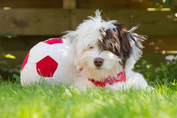 Şirin Bir Bumerpuppy Çimlerin Üzerinde Bir Topla Yatıyor — Stok fotoğraf