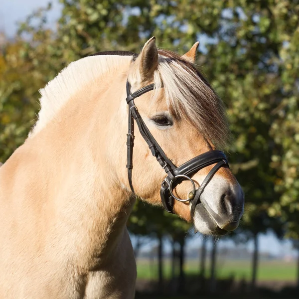 Portret Van Een Fjord Paard Met Een Hoofdstel — Stockfoto