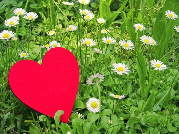 Heart and daisies — Stock Photo, Image