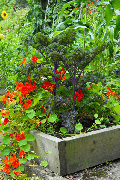 овощной патч
