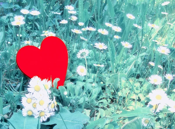 Herz und Gänseblümchen — Stockfoto