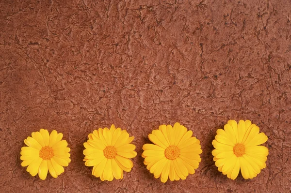 Flores de caléndula — Foto de Stock