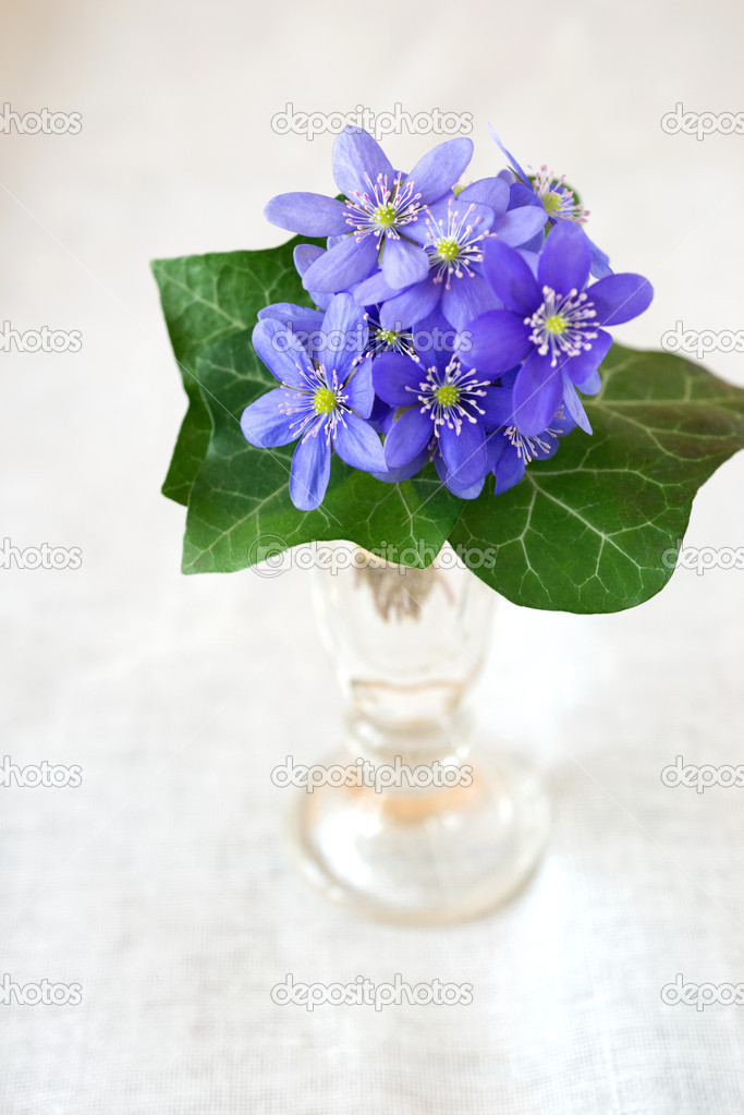 Bouquet of blue liverworts