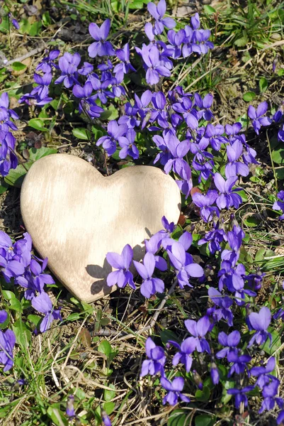 Violets — Stock Photo, Image