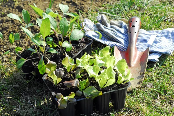 苗を植えること — ストック写真