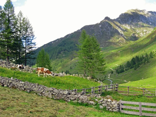 Alpine meadow — Stock Photo, Image