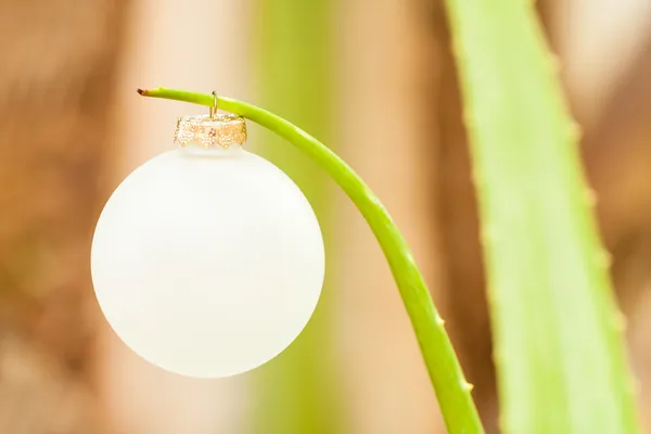 Ornamento di Natale su Aloe Vera — Foto Stock