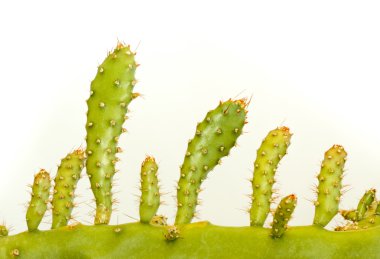 Cactus Stem Valley clipart