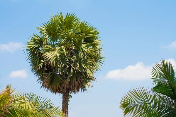 Einsame Palme — Stockfoto