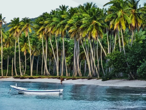 Palm grove on the beach — Stock Photo, Image