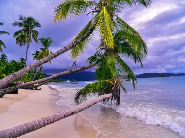 하얀 모래 해변에 팜 나무 — 스톡 사진
