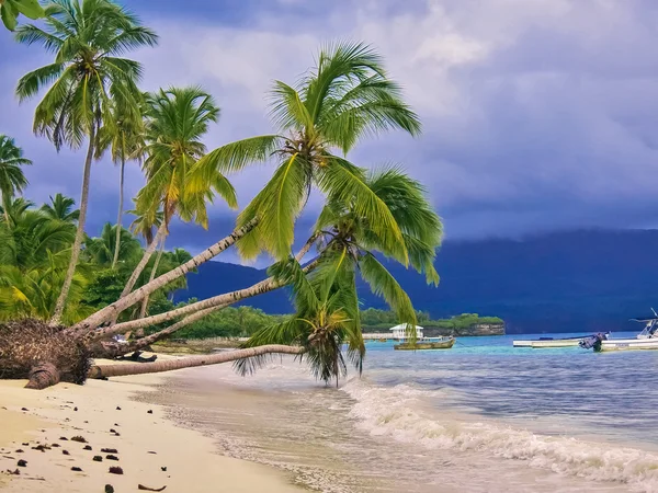 Palmy na piaszczystej plaży — Zdjęcie stockowe