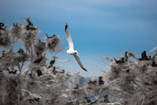 Seagull flight over the nests — Stock Photo, Image