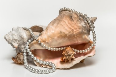 büyük pembe seashell ile bir dizi inci beyaz zemin üzerine