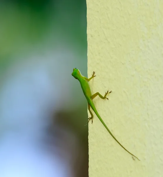 Green chameleon sitting on the edge of light green wall — Stock Photo, Image