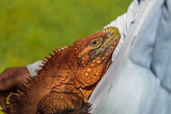 Iguana krypa upp på person bröst — Stockfoto