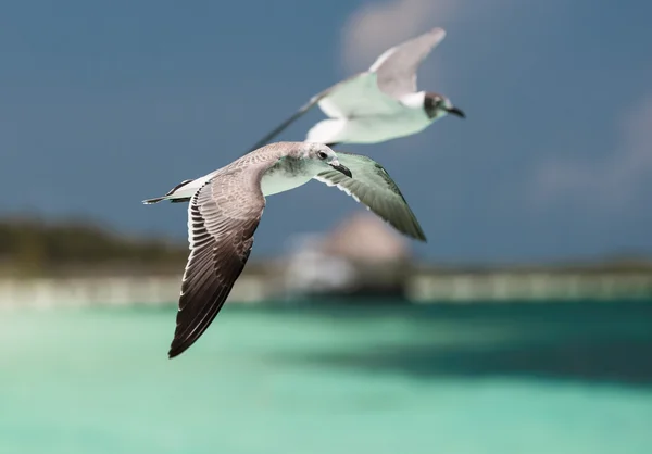 Two seagulls flying over the ocean — Stock Photo, Image