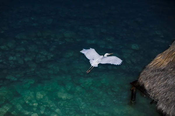 Big white bird doing a night flight home — Stock Photo, Image