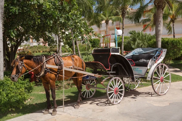 Taxi de carro tirado por caballos esperando en el jardín tropical —  Fotos de Stock