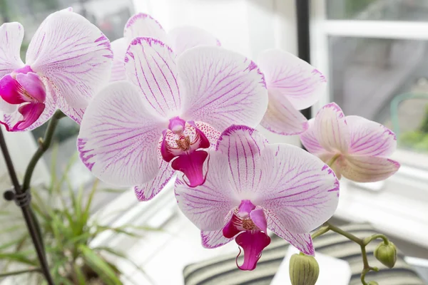 Fiori freschi del orchid bei all'interno del giardino domestico — Foto Stock