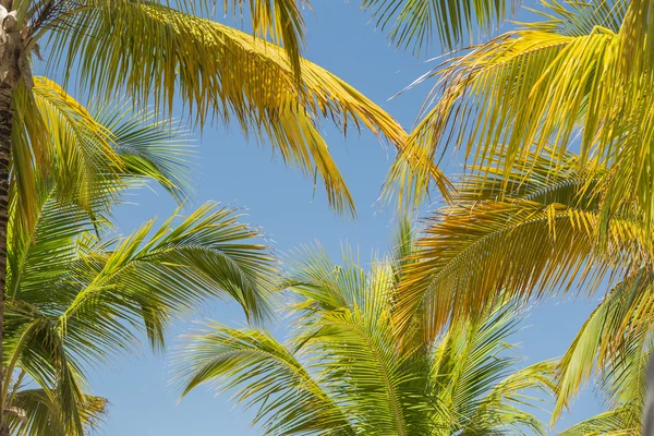 Incrível belo fundo tropical natural de folhas de palma macias macias contra o céu azul — Fotografia de Stock