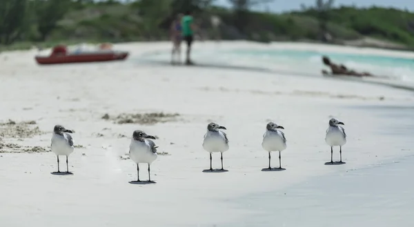 Five seagulls line up on white sand tropical beach — Stock Photo, Image