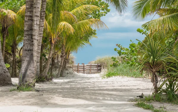 Теплый и уютный сад с белой песчаной дорожкой, ведущей к пляжу — стоковое фото