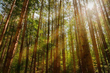 Güneşli, güneşli, güneşli, güneşli, güzel, uzun ağaçların arasından geçen muhteşem orman manzarası.