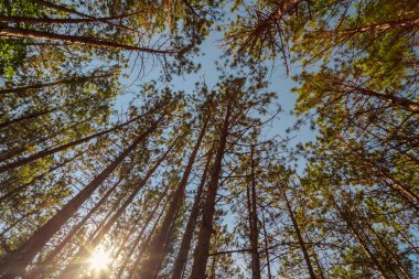 Mavi gökyüzünde, ağaçların arasından parlayan güneşli muhteşem bir orman.
