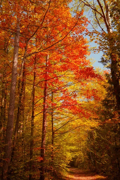 Útulná Stezka Nádherném Nádherném Podzimním Lese Slunečného Dne — Stock fotografie
