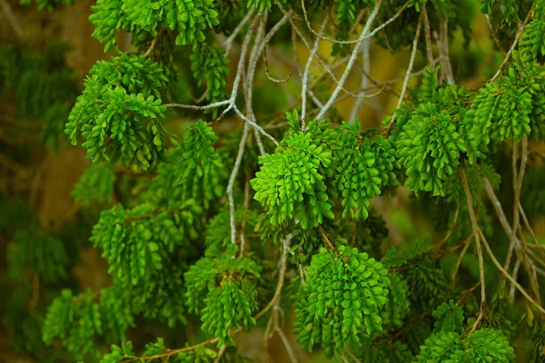 Invitant Belles Plantes Fraîches Après Pluie Nature Tropicale Branches Arbres — Photo