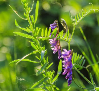 Güzel davetkar yaz güneşli gün arka plan doğa