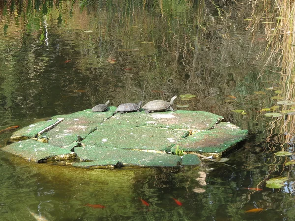 Three turtles — Stock Photo, Image