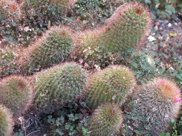 Několik malé z kaktusy — Stock fotografie