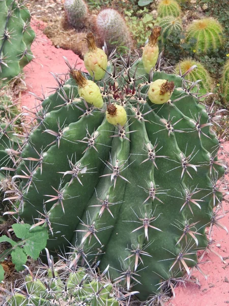 Grand cactus — Photo