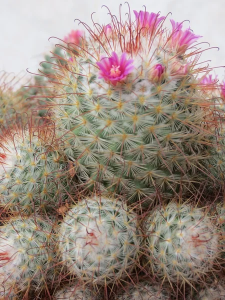 Cactus fleuris — Photo