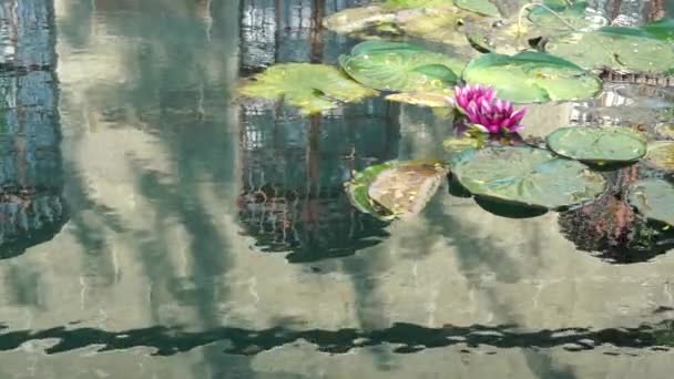 Blooming Pink Water Lily Pond Surrounded Leaves Botanical Garden Windows — Stock Video