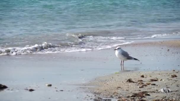 Gaviota Playa Busca Comida Verano Día Soleado Las Olas Del — Vídeos de Stock