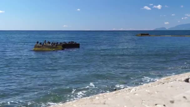 Grote Kudde Zeeaalscholvers Staat Betonnen Blokken Zee Enige Afstand Van — Stockvideo
