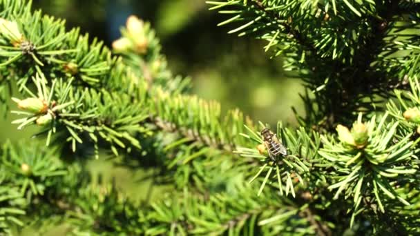 Primo Piano Insetti Volanti Seduti Rami Abete Rosso Insetto Schiarisce — Video Stock