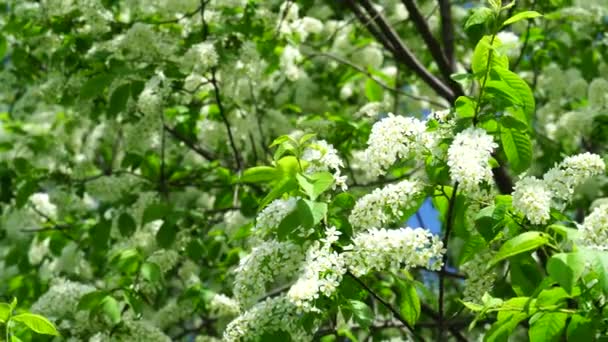 Vackra Fågelkörsbär Blommar Vårträdet Fågelkörsbärsgrenar Täckta Med Små Vita Blommor — Stockvideo