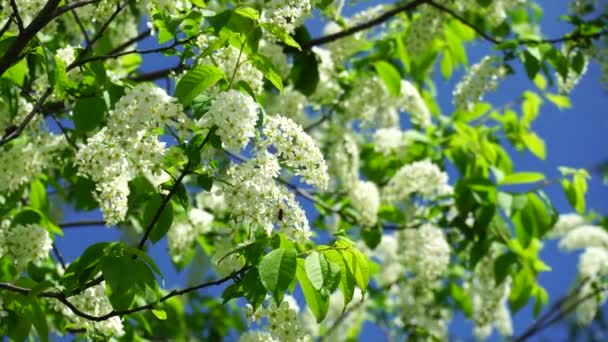 Piękne Kwiaty Wiśni Ptasiej Wiosennym Drzewie Ptasie Gałęzie Wiśni Pokryte — Wideo stockowe