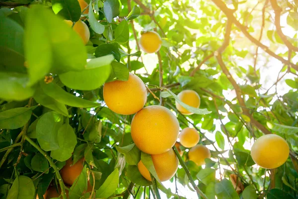 Yellow ripe grapefruit on a tree branch in the orchard.