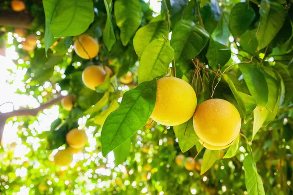 Yellow ripe grapefruit on a tree branch in the orchard.